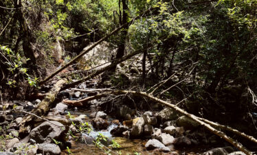 eaTravel Drakensberg Hike Forrest